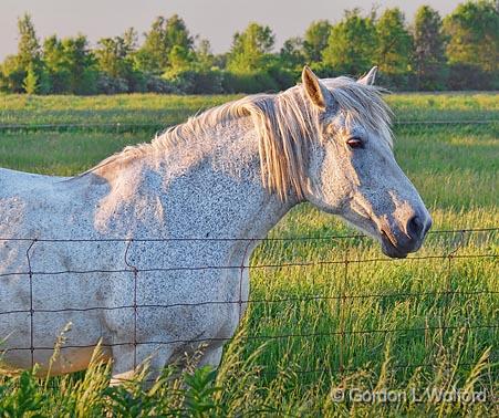 Sunset Horse_10360.jpg - Photographed near Kilmarnock, Ontario, Canada.